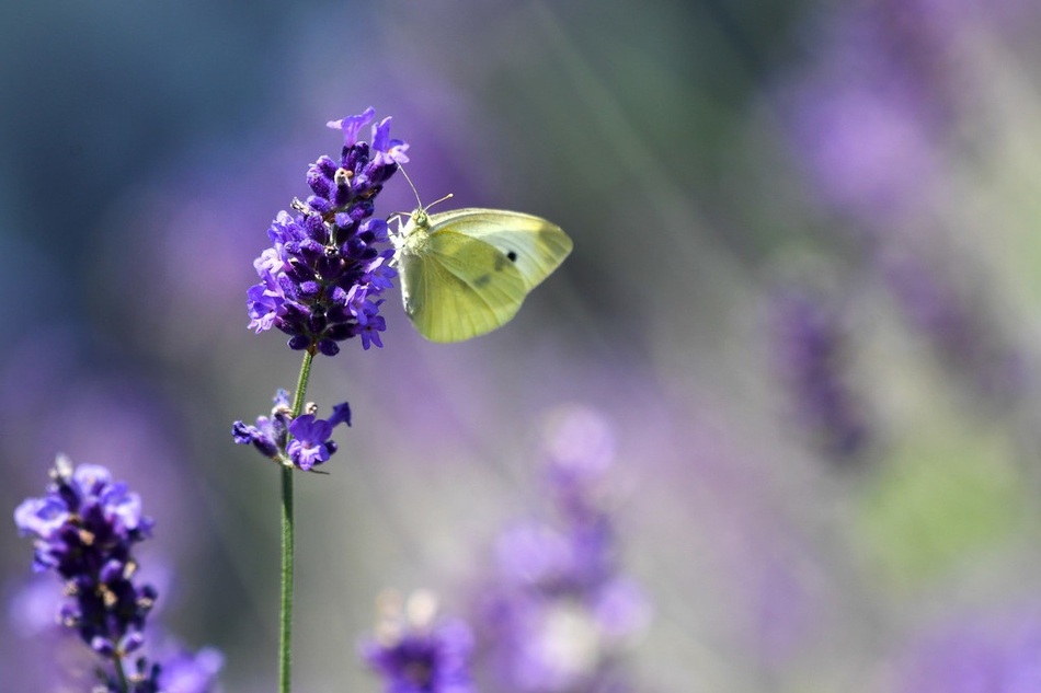 蝶恋花!德国薰衣草花田绽放浪漫唯美