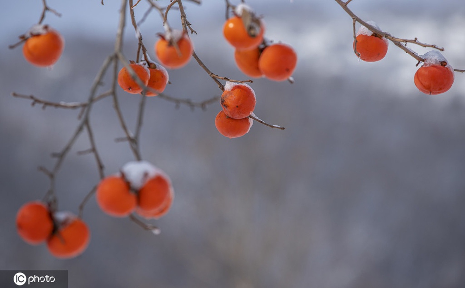 树上的柿子像什么呢 3314-kentcvx4605765.jpg