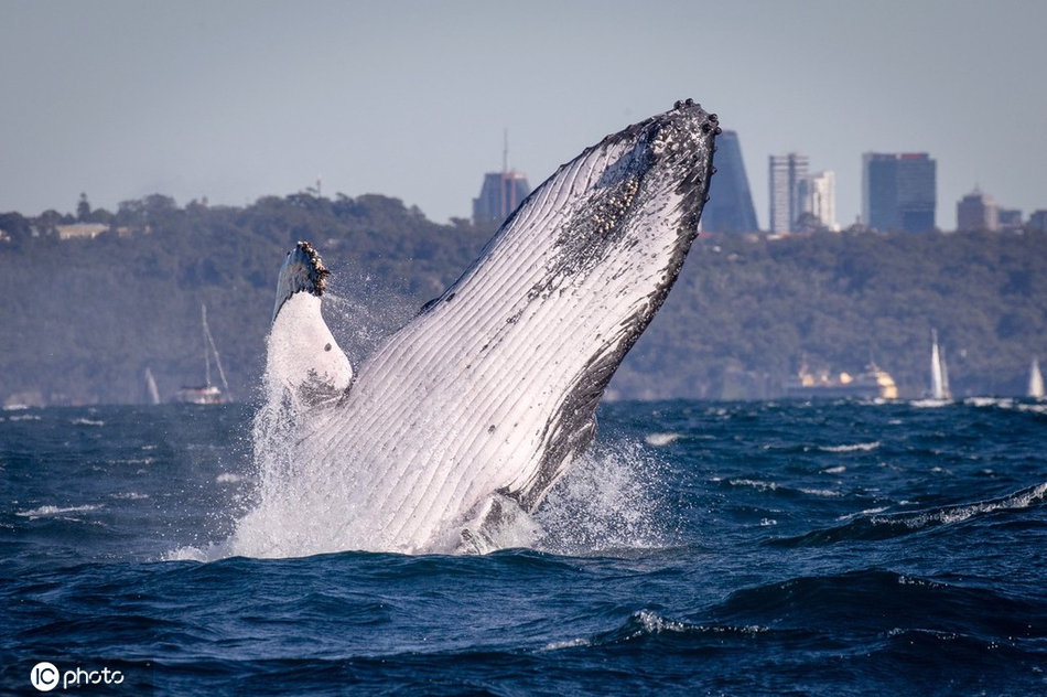 鲸鱼的声音有多高 11e6-krwipar8414864.jpg