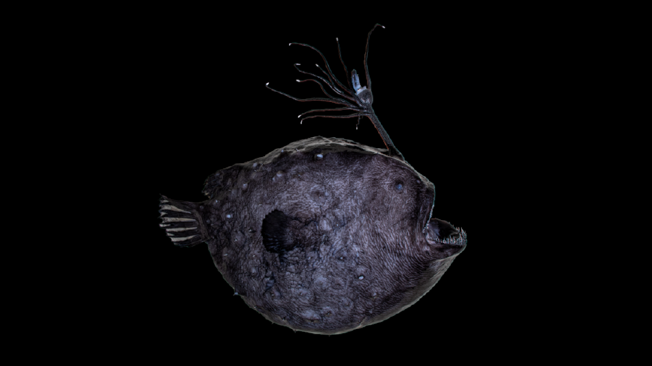 怪异的深海琵琶鱼以两种不同方式发光