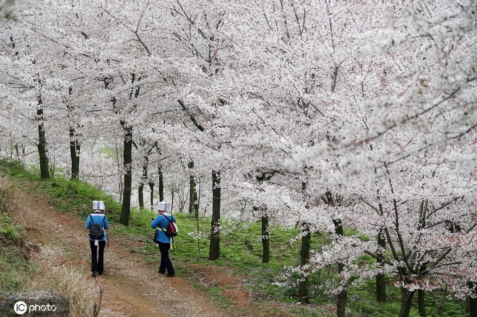 4000余亩樱花园美不胜收 吸引游客前往观赏