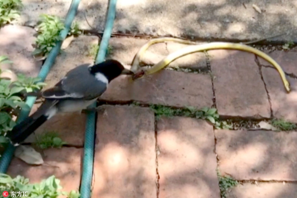 蛇是怎么吞猎物的 _-_w-hikxxna2842636.jpg