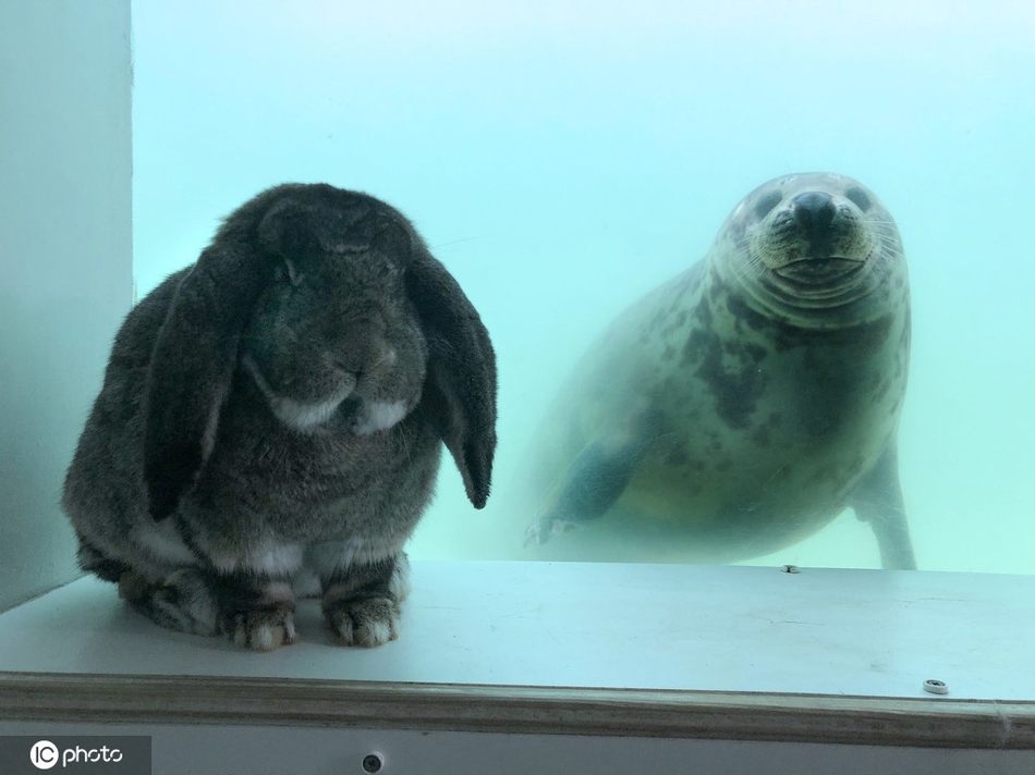 动物跨越物种友情！英国海豹与兔子友谊深厚隔着玻璃热情交流