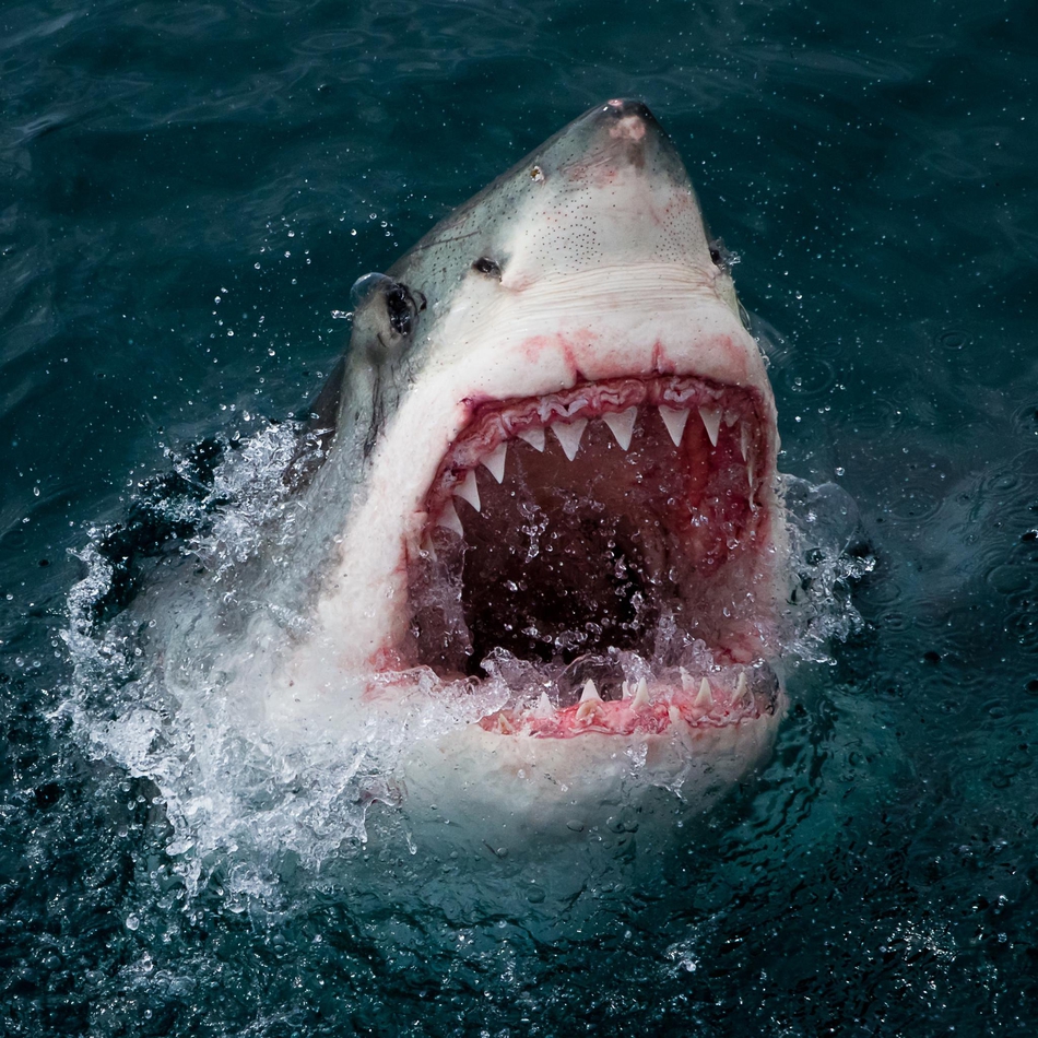 鲨鱼向这位勇敢无畏的摄影师炫耀锋利无比的牙齿,露出不寒而栗的笑容