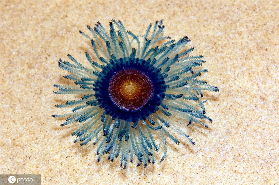 澳大利亚彩虹海滩发现银币水母Porpita porpita 通体青蓝梦幻
