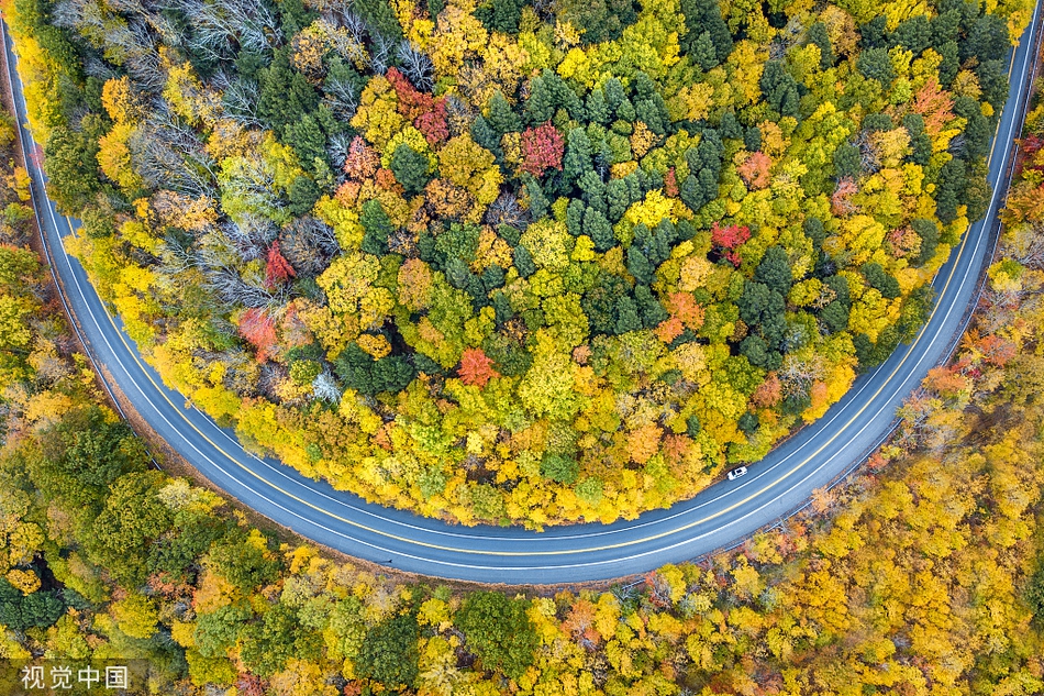 航拍色彩斑斓的唯美秋景 常青树交织染上秋日颜色