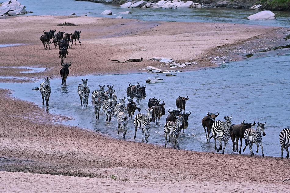 一年一度的非洲角马大军集体迁徙 猎豹趁机狩猎