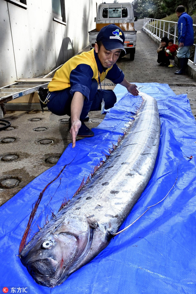 日本兵库县捕获一条皇带鱼 长度达4.42米