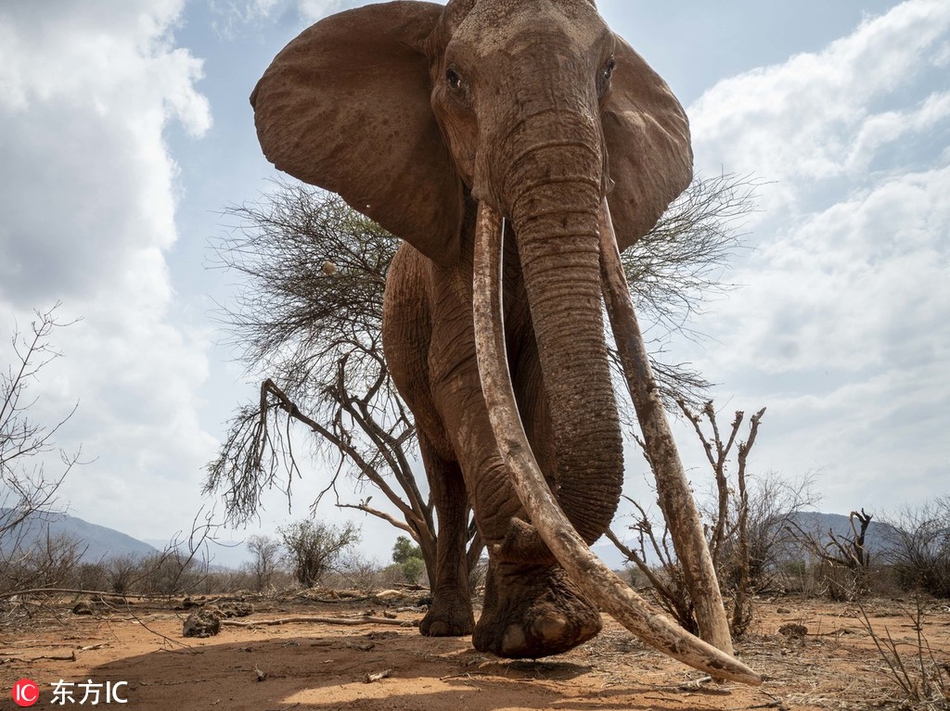 这头大象的象牙为什么这么长? 这头大象的象牙为什么这么长?