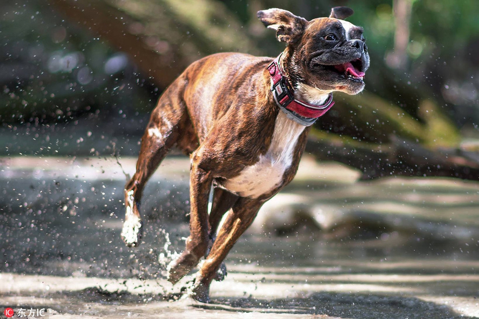 欢快的表情包:逗逼拳师犬表情笑翻天