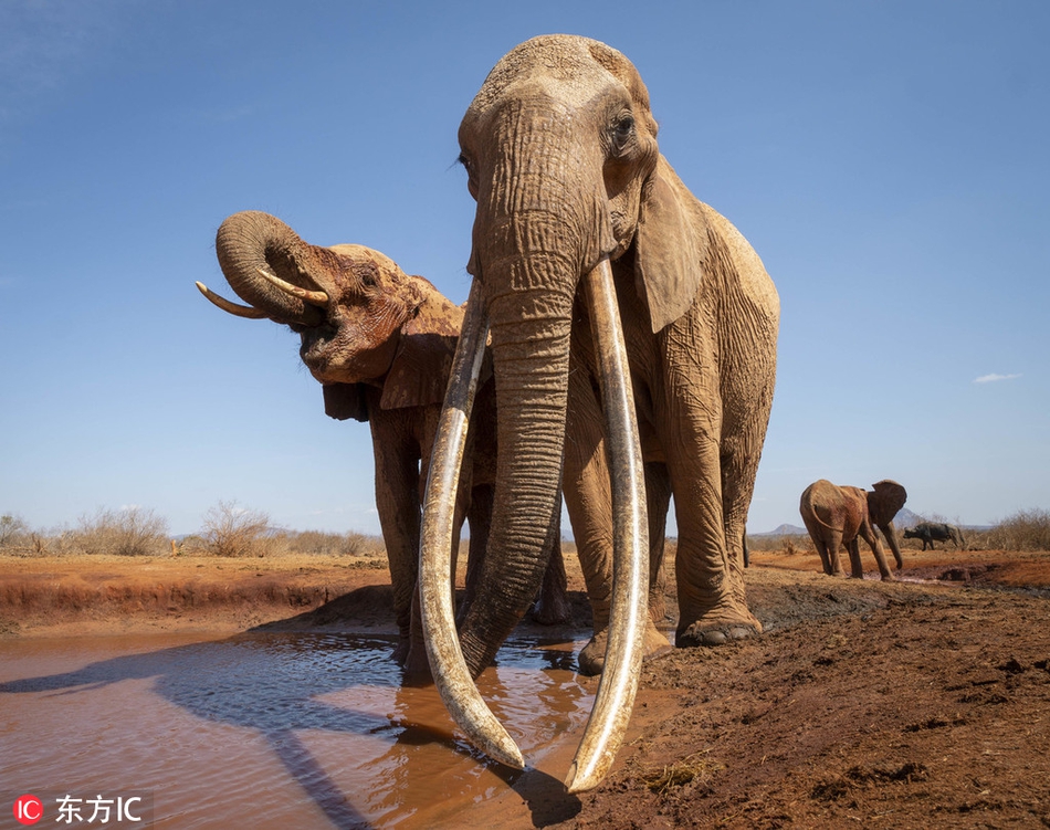 这头大象的象牙为什么这么长? 这头大象的象牙为什么这么长?