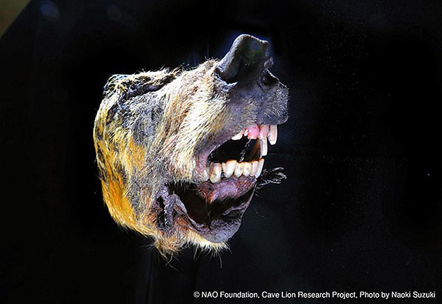 西伯利亚发现4万年前巨狼断头像猛犸一样毛发厚密