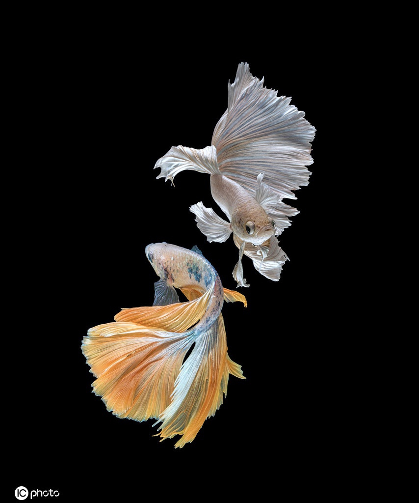 暹罗斗鱼美丽特写图片:天生的颜料盘 水中的彩墨云