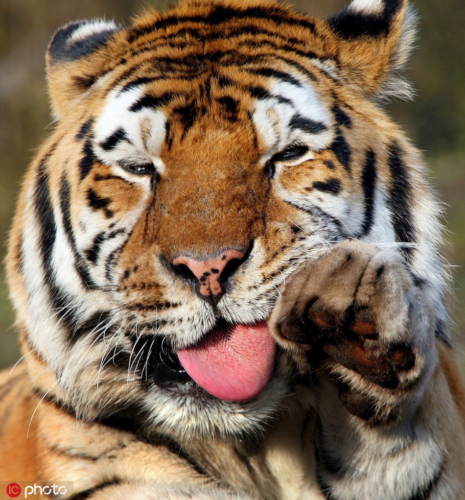全球爱护老虎日:万兽之王不发威时也是呆萌"大猫咪"