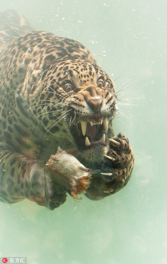 快餐约全攻略：从入门到精通的小白指南