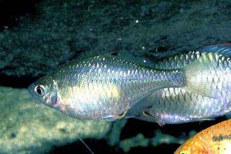 鱼类品种大全 b79f-isyparf3918749.jpg