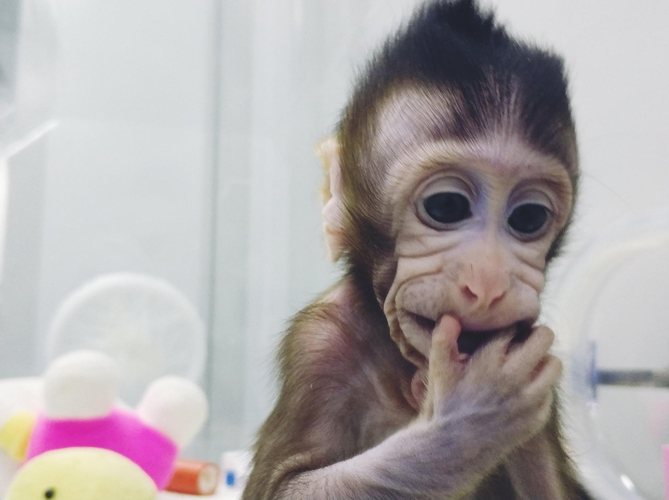 同时，用作受体的卵母细胞数量有限，且非人灵长类动物胚胎操作技术尚不完善，也是影响实现非人灵长类动物体细胞克隆的重要因素。