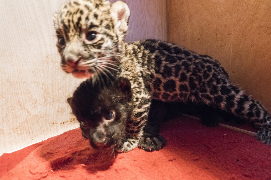 黑豹动物视频 yZPP-hvvuiyn4950561.jpg