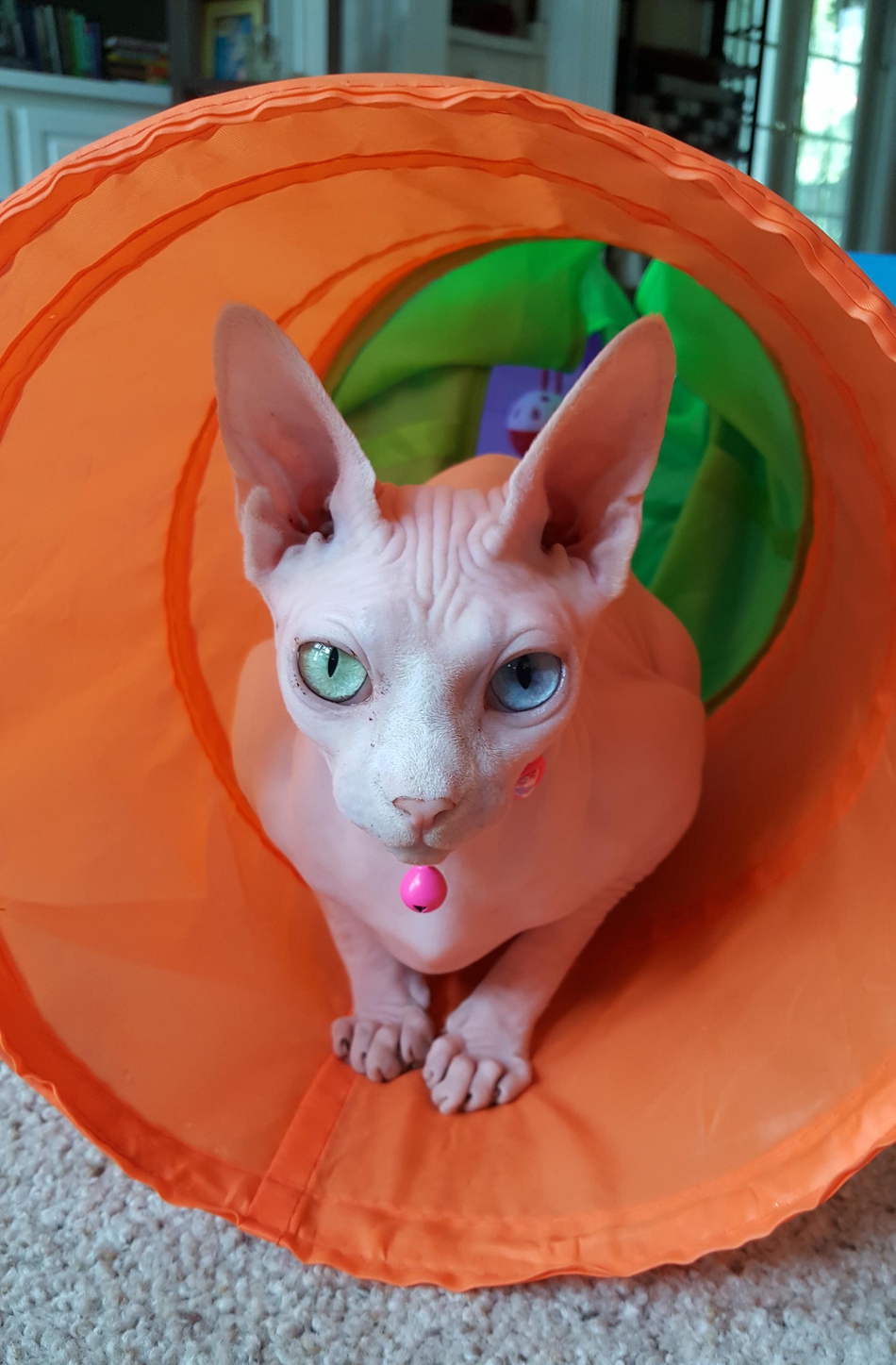 猫咪无毛异色瞳酷似外星人成网红