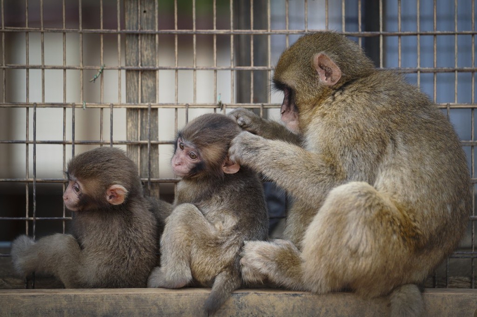 战甲奇兵-乐鱼app(leyu)官方网站-乐鱼官网