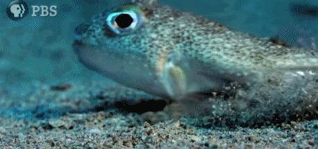 1 / 11 新浪科技讯 在日本奄美大岛附近海域,一位不起眼的艺术家正在