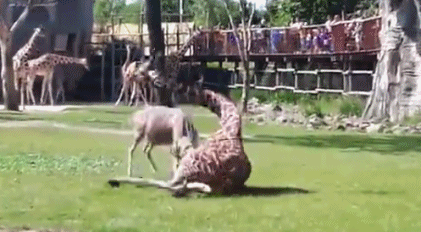 壁纸 动物 狗 狗狗 421_232 gif 动态图 动图