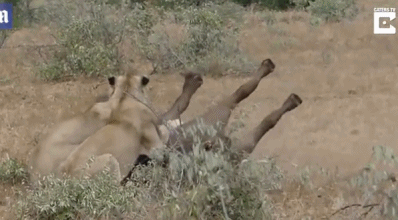 来打群架啊!狮子扑倒落单水牛后遭水牛群吓退