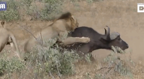 豺 动物 460_254 gif 动态图 动图