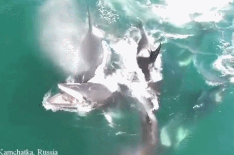 小须鲸遭虎鲸群猎杀:终因体力不支 被活活吃掉