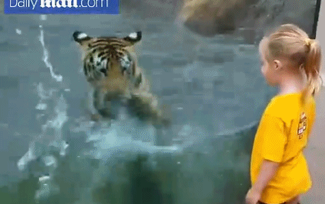 英动物园老虎与女童嬉闹玩耍上演