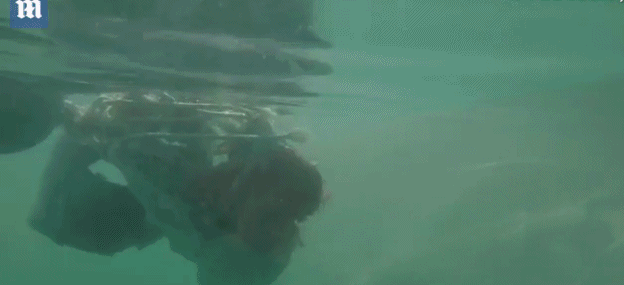 刺不刺激?鲨笼潜水者近距离拍摄大白鲨