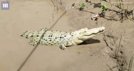 L-TC-fypathz5215526.gif
