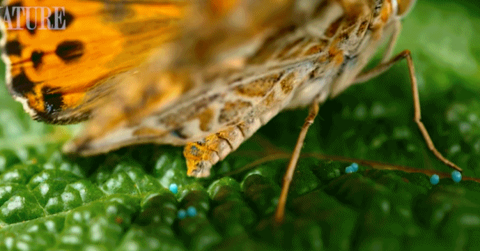 让你喜欢上萌萌毛毛虫