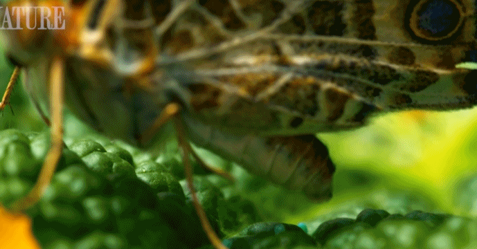 让你喜欢上萌萌毛毛虫