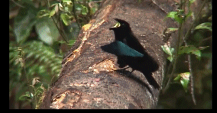 壁纸 动物 鸟 鸟类 雀 434_227 gif 动态图 动图