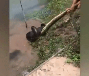 壁纸 动物 鸟 鸟类 雀 308_265 gif 动态图 动图