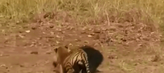 当懒熊母亲遇上老虎 谁能更胜一筹?