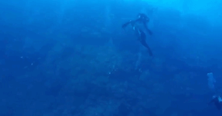 鲨鱼视频真鲨鱼 kjmR-hqnkypr9841016.gif