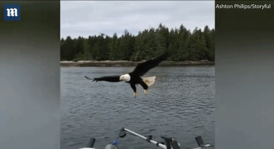 美丽老鹰俯冲至渔船叼走渔民猎物瞬间