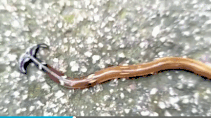 奇特的锤头状蠕虫笄蛭涡虫:可再生无猎物时会吃自己