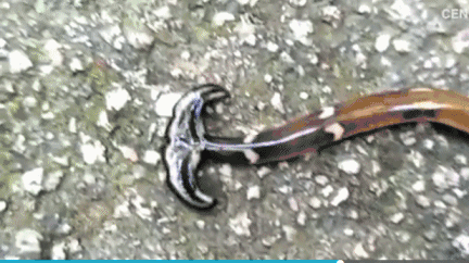 奇特的锤头状蠕虫笄蛭涡虫:可再生无猎物时会吃自己
