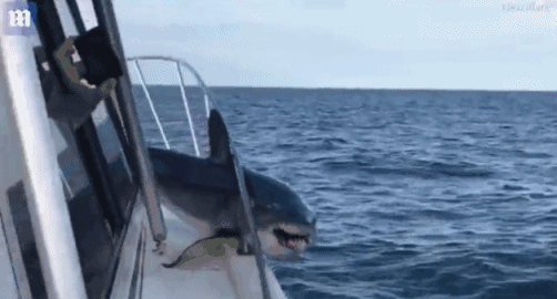鲨鱼跃上渔船后被栏杆困住:痛苦挣扎场面吓人