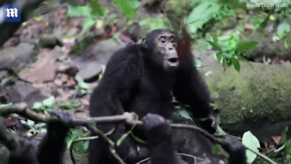 适者生存!黑猩猩头领遭篡权被围攻满脸鲜血