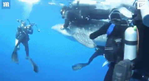 印尼鲸鲨贪吃误入渔网被困 潜水员奋力相救