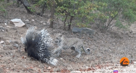 HHP_-hhhczfc1738922.gif