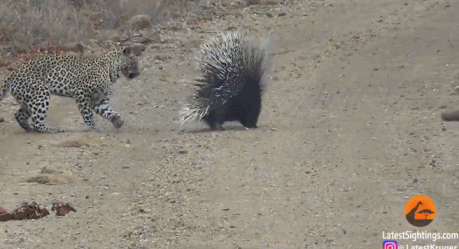 I8Th-hhhczfc1739412.gif