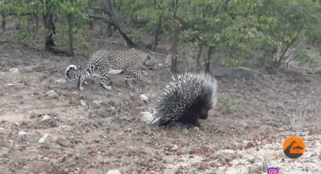 Q7DG-hhhczfc1738738.gif