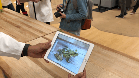 新iPad用AR技术展示青蛙身体结构