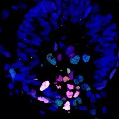  ▲图中是一个17天的灵长类胚胎，不同颜色表明不同细胞分化里的标志物（图片来源：Weizhi Ji/Kunming University of Science and Technology）