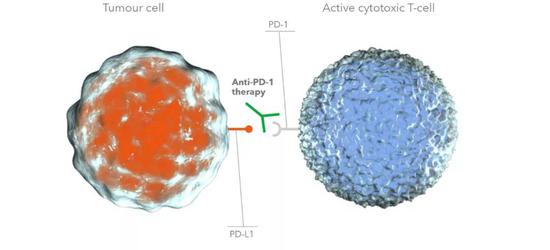 PD-1抗体阻断PD-L1与PD-1的结合